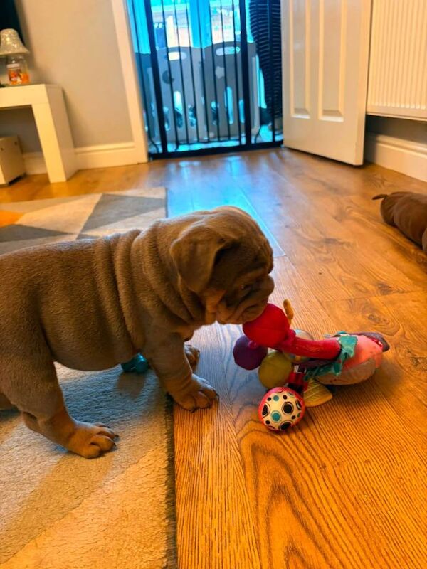 5th generation British bulldog puppies - Image 2 of 5