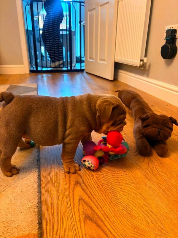 5th generation British bulldog puppies - Image 3 of 5