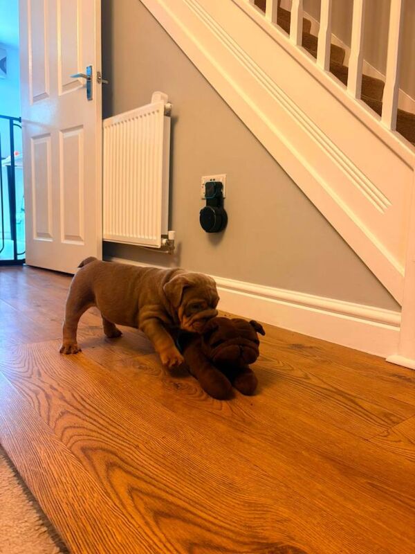 5th generation British bulldog puppies - Image 4 of 5