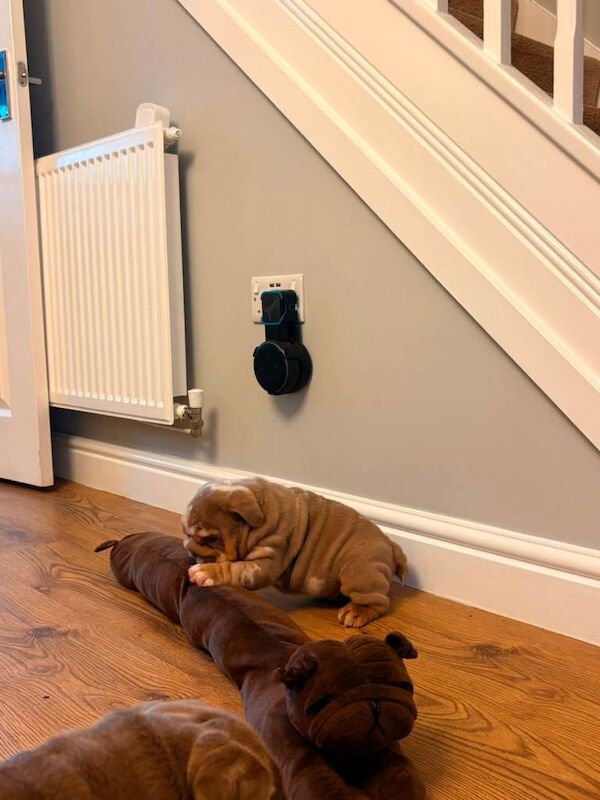 5th generation British bulldog puppies - Image 5 of 5