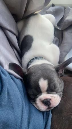 6 months old kc registered French bulldog for sale in Bentilee, Staffordshire