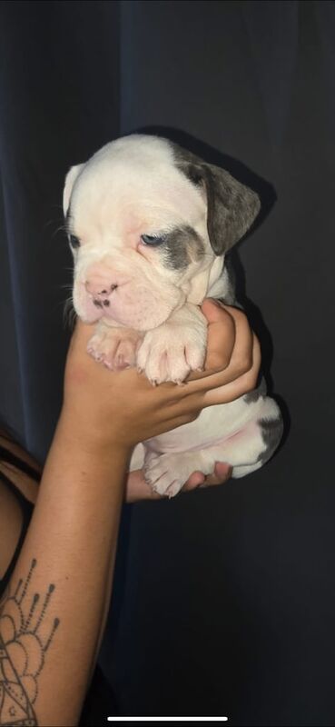 English Bulldog puppies for sale in Coppull, Lancashire – 7 weeks old