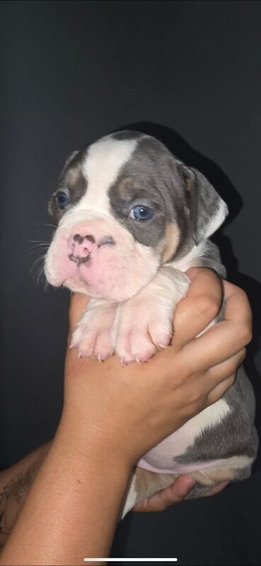 English Bulldog puppies for sale in Coppull, Lancashire – 7 weeks old - Image 2 of 3