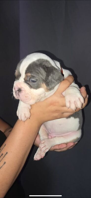 English Bulldog puppies for sale in Coppull, Lancashire – 7 weeks old - Image 3 of 3