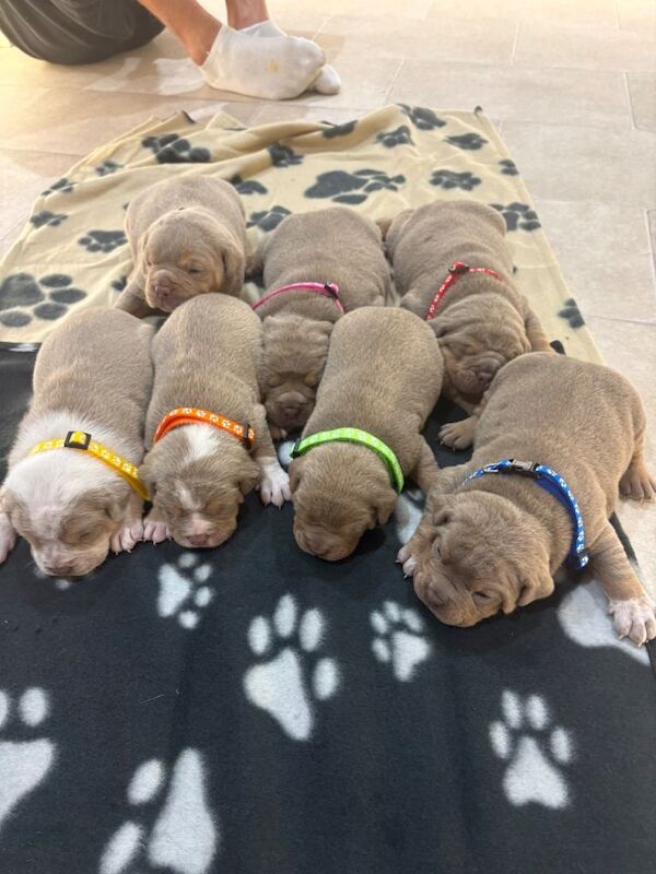 7 beautiful olde English bulldogge puppies for sale