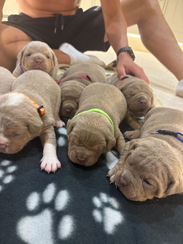 7 beautiful olde English bulldogge puppies for sale - Image 2 of 6
