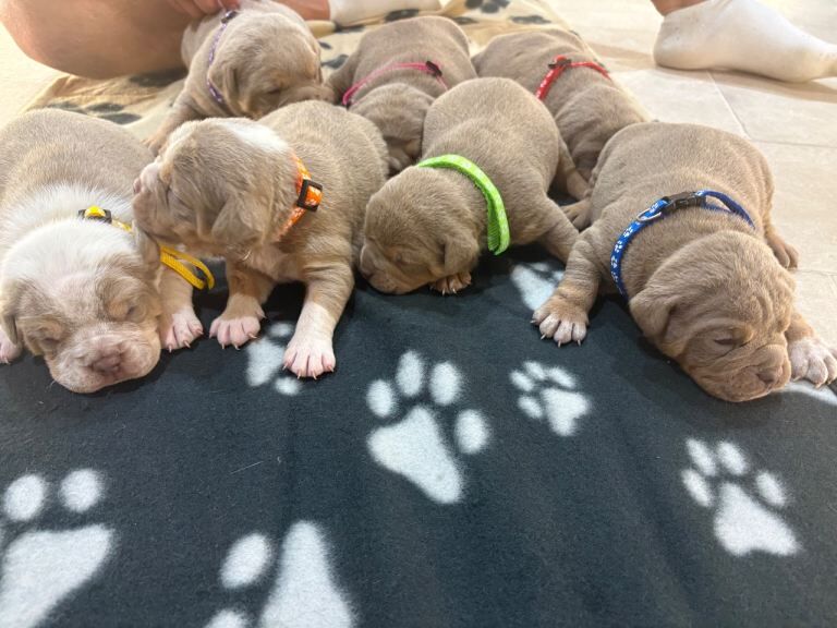 7 beautiful olde English bulldogge puppies for sale - Image 3 of 6