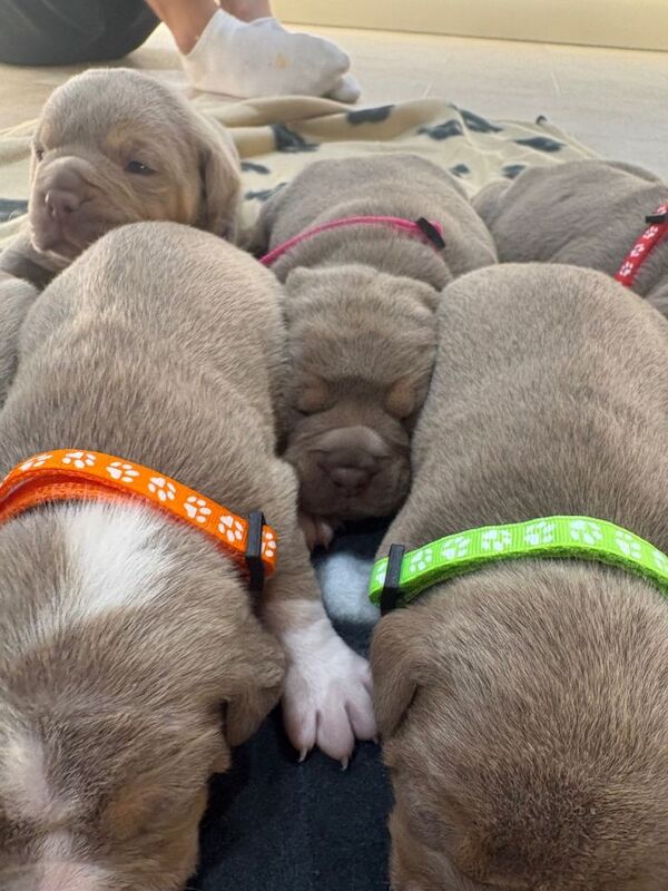 7 beautiful olde English bulldogge puppies for sale - Image 4 of 6