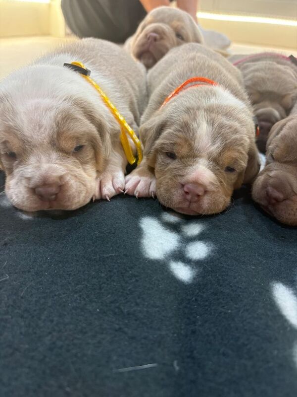 7 beautiful olde English bulldogge puppies for sale - Image 5 of 6