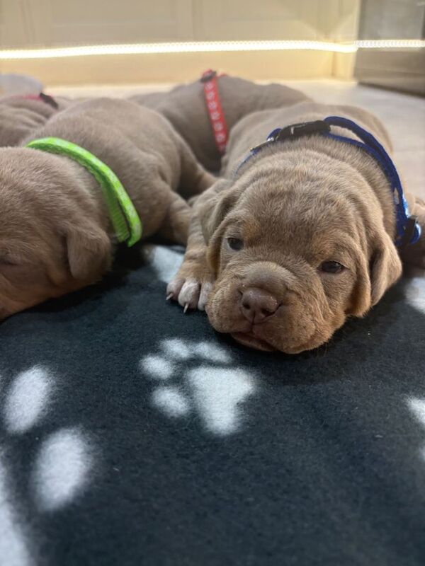 7 beautiful olde English bulldogge puppies for sale - Image 6 of 6
