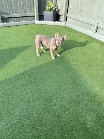 7months girl french bulldog for sale in Mansfield, Nottinghamshire - Image 1