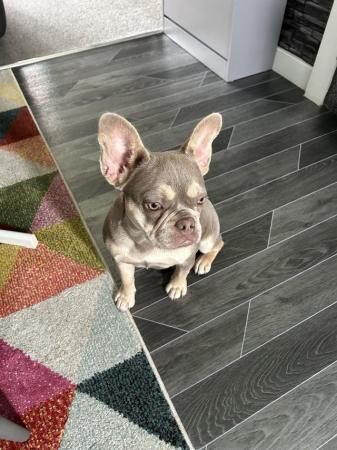 7months girl french bulldog for sale in Mansfield, Nottinghamshire - Image 2