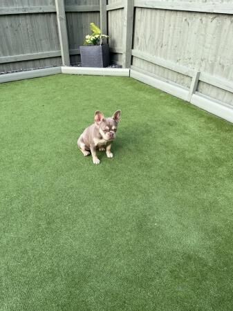 7months girl french bulldog for sale in Mansfield, Nottinghamshire - Image 3
