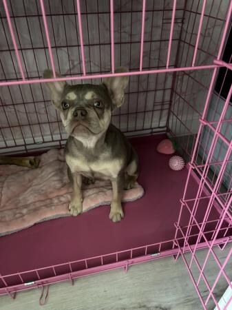 7months girl french bulldog for sale in Mansfield, Nottinghamshire - Image 4