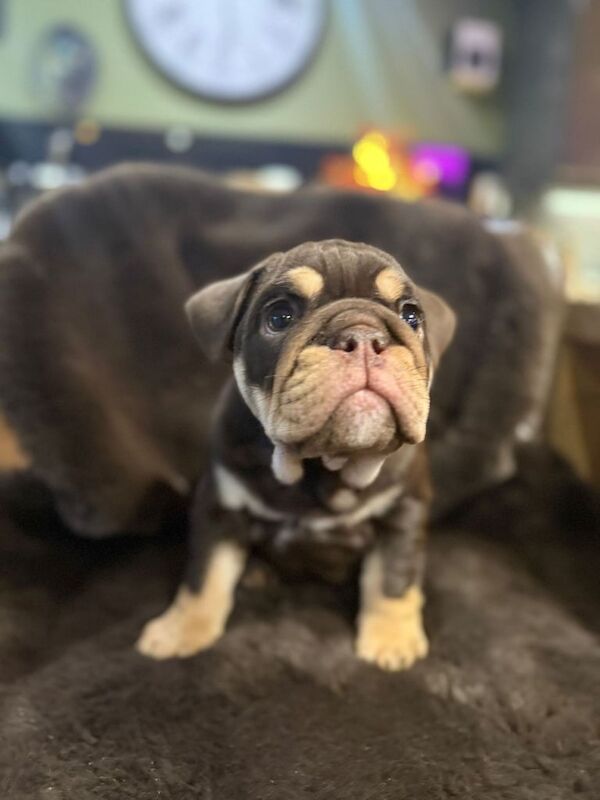 English Bulldog puppies for sale in Bucksburn, City of Aberdeen – 8 weeks old