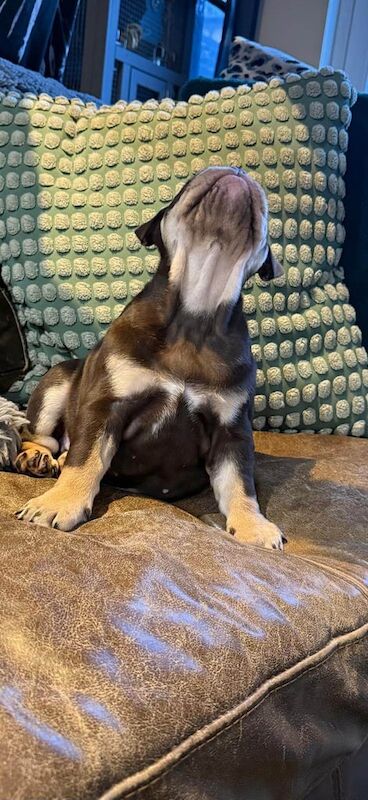 English Bulldog puppies for sale in Bucksburn, City of Aberdeen – 8 weeks old - Image 2 of 4