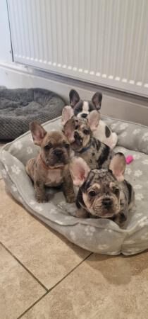 8 week old french bulldog pups for sale in Pontefract, West Yorkshire