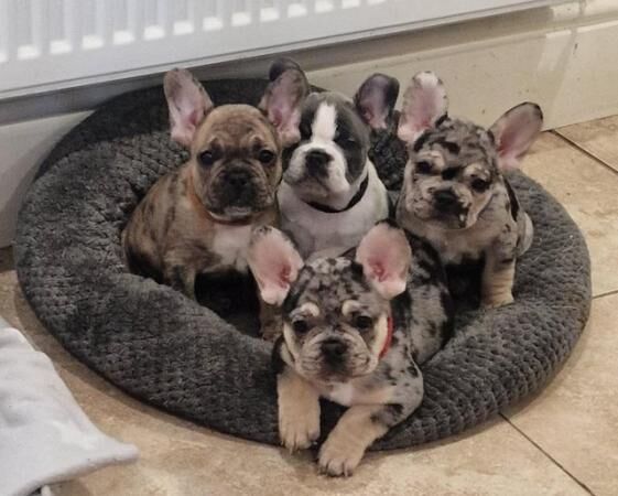 8 week old french bulldog pups for sale in Pontefract, West Yorkshire