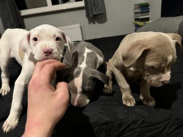8 weeks old American bulldog for sale in Ilkley, West Yorkshire