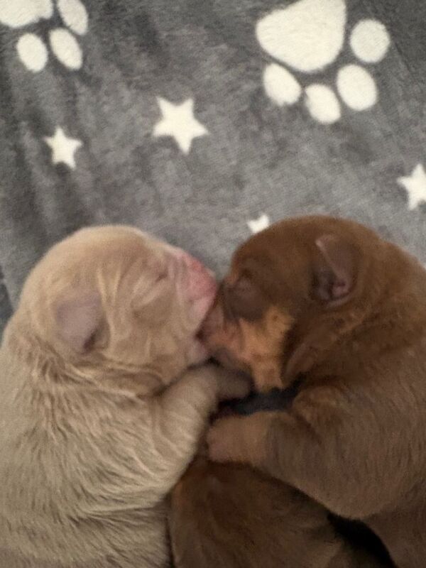 9 phenomenal olde English bulldogges