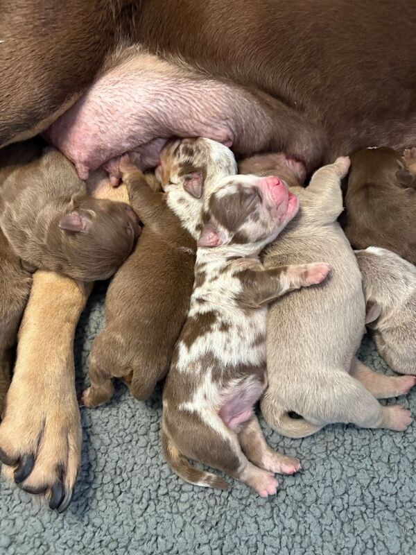 9 phenomenal olde English bulldogges - Image 2 of 4