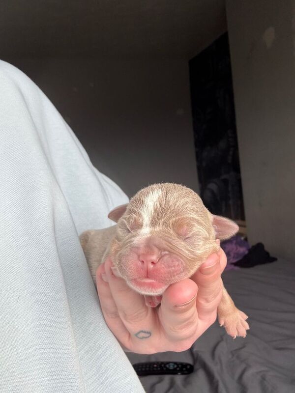 9 phenomenal olde English bulldogges - Image 3 of 4