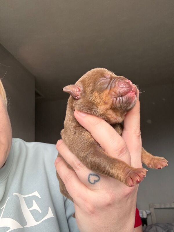 9 phenomenal olde English bulldogges - Image 4 of 4