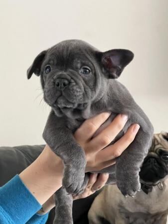 9 week old French bull dog for sale in Wigan, Greater Manchester