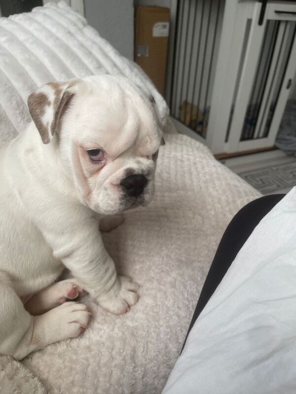 English Bulldog puppies for sale in Rochester, Kent – 9 weeks old