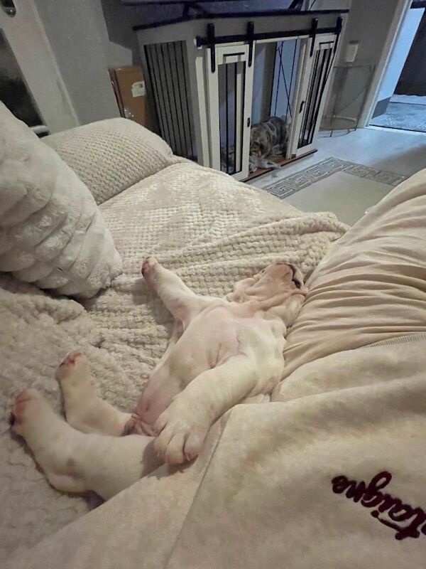 English Bulldog puppies for sale in Rochester, Kent – 9 weeks old - Image 2 of 3