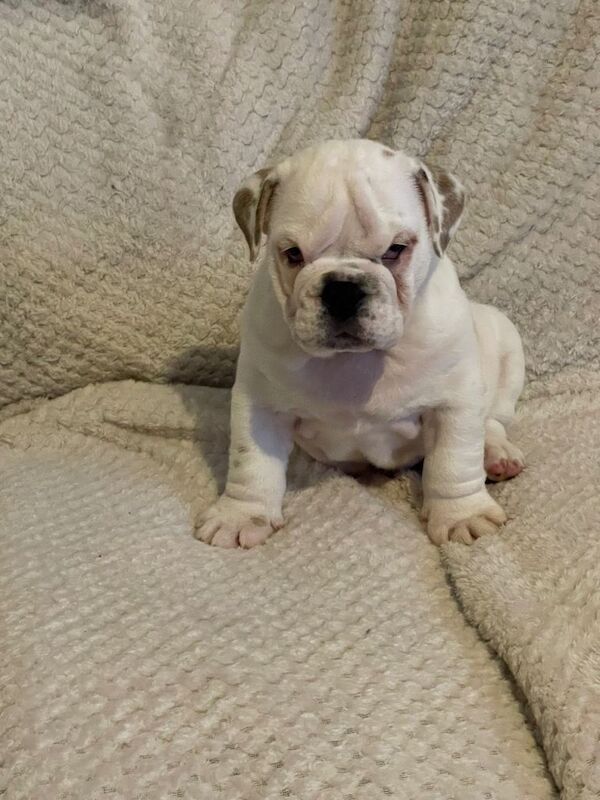 English Bulldog puppies for sale in Rochester, Kent – 9 weeks old - Image 3 of 3
