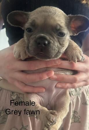 Absolutely stunning litter of French bulldogs. for sale in Blyton, Lincolnshire