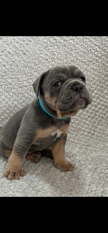 Adorable Bulldog Puppies Looking for Their Forever Homes - Image 3 of 4