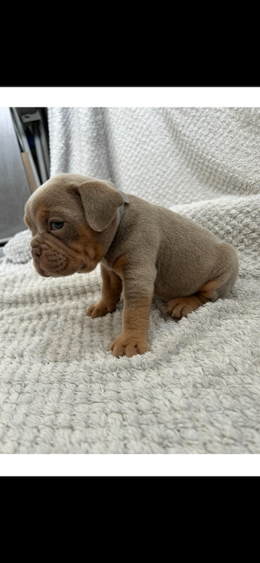 Adorable Bulldog Puppies Looking for Their Forever Homes - Image 4 of 4