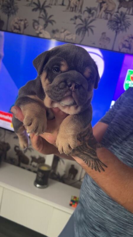 Bulldog Puppies For Sale