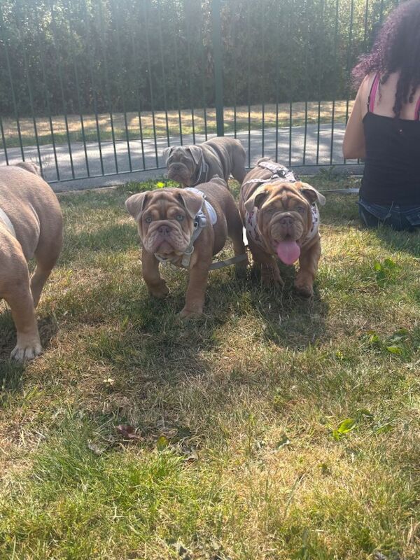 Kennel Club Registered English Bulldog Puppies For Sale