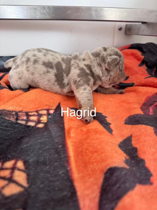 English Bulldog puppies for sale in Newcastle upon Tyne, Tyne and Wear – 2 weeks old