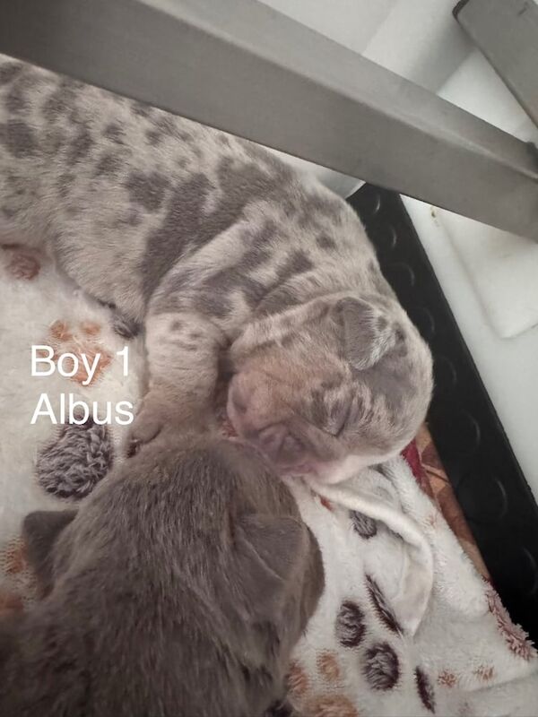 English Bulldog puppies for sale in Newcastle upon Tyne, Tyne and Wear – 2 weeks old - Image 3 of 6