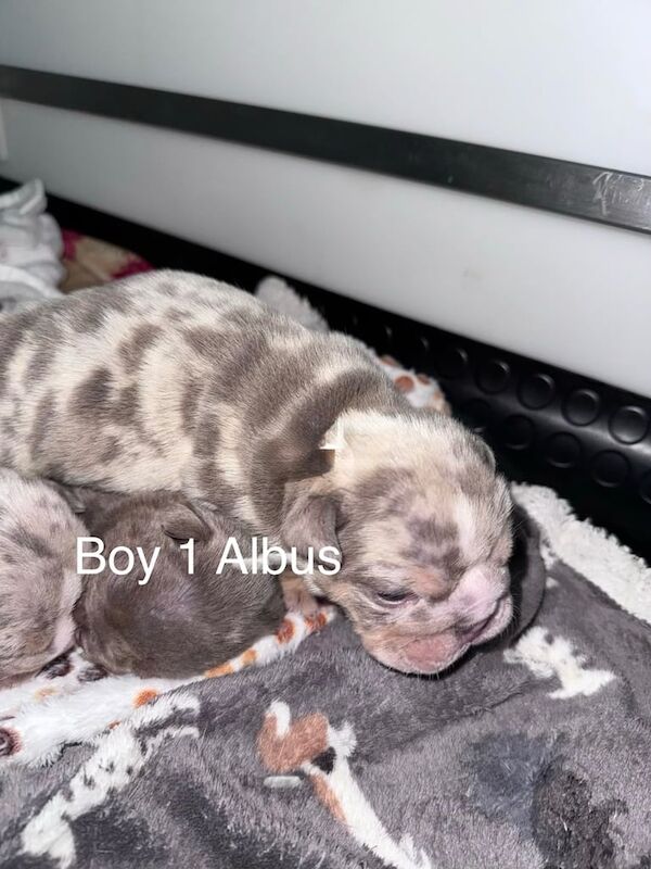 English Bulldog puppies for sale in Newcastle upon Tyne, Tyne and Wear – 2 weeks old - Image 4 of 6