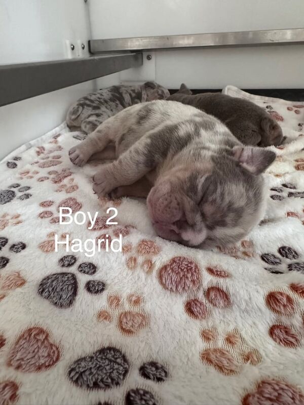 English Bulldog puppies for sale in Newcastle upon Tyne, Tyne and Wear – 2 weeks old - Image 5 of 6