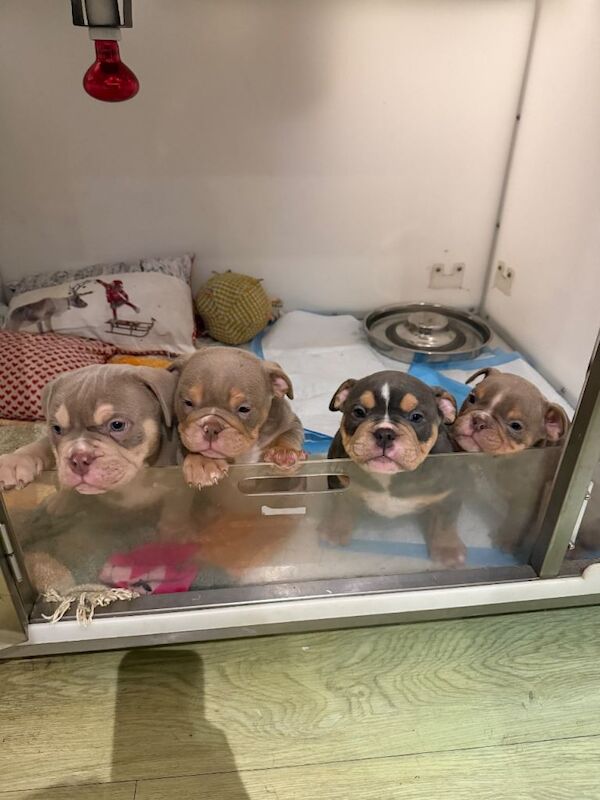 English Bulldog puppies for sale in Torquay, Devon – 7 weeks old