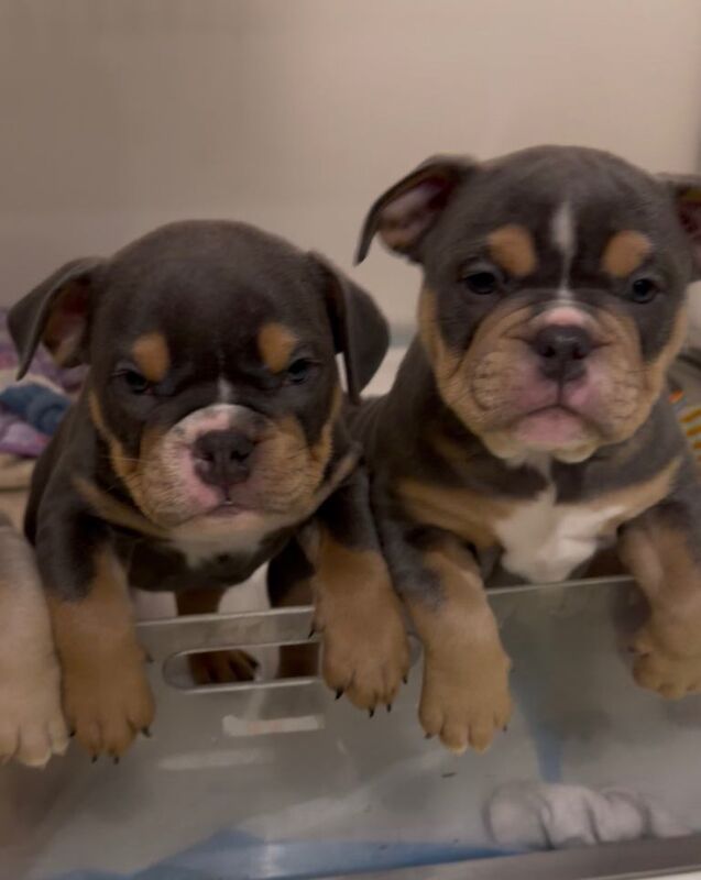 English Bulldog puppies for sale in Torquay, Devon – 7 weeks old - Image 2 of 3