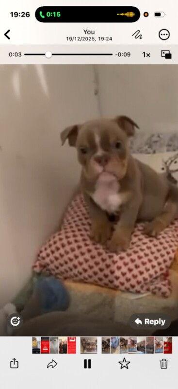 English Bulldog puppies for sale in Torquay, Devon – 7 weeks old - Image 3 of 3