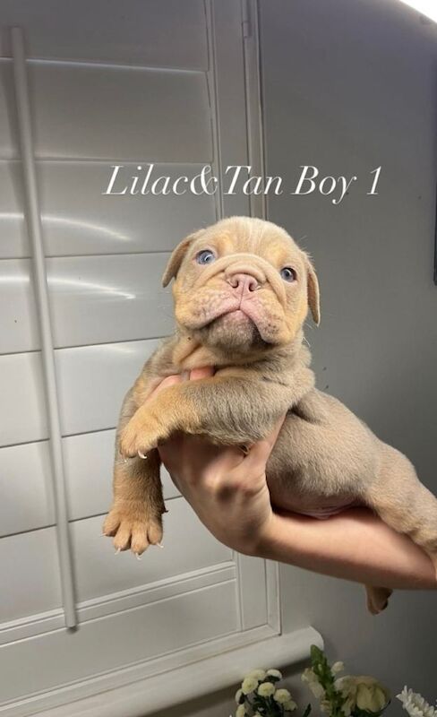 All 4 Male English Bulldog Puppies