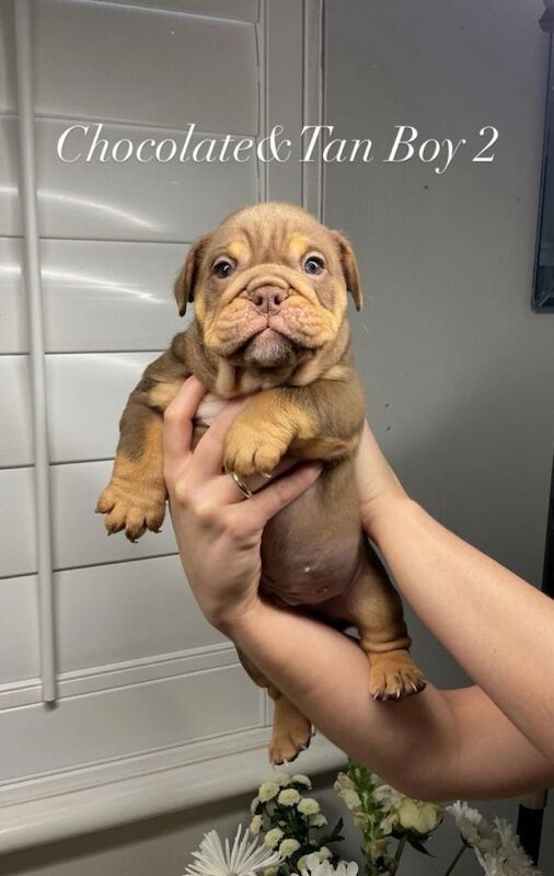 All 4 Male English Bulldog Puppies - Image 2 of 5
