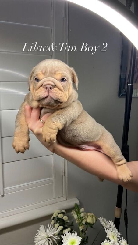 All 4 Male English Bulldog Puppies - Image 3 of 5