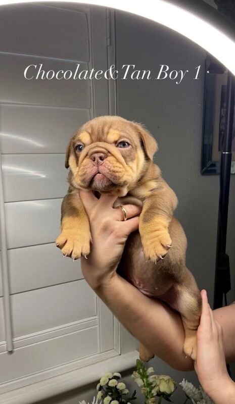 All 4 Male English Bulldog Puppies - Image 4 of 5