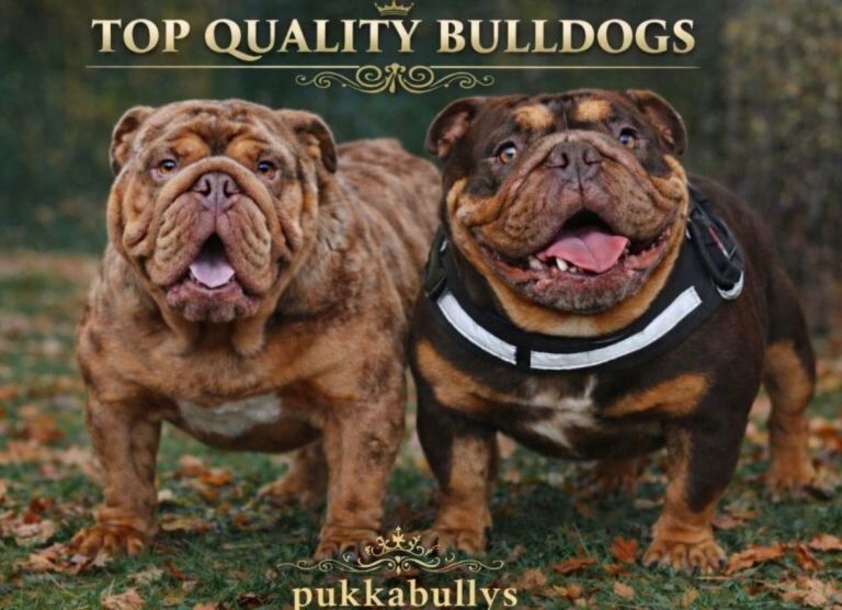 All 4 Male English Bulldog Puppies - Image 5 of 5