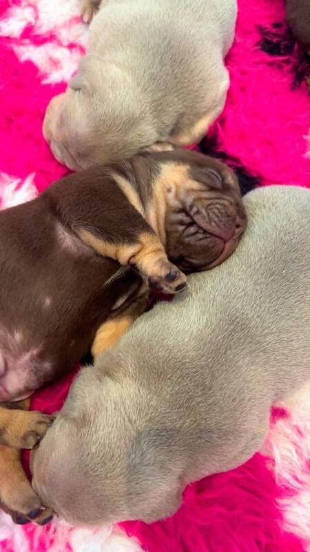 American x english bulldogs pups