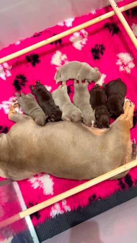 American x english bulldogs pups - Image 2 of 3
